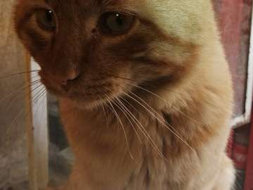 beau chat puzzle en ligne