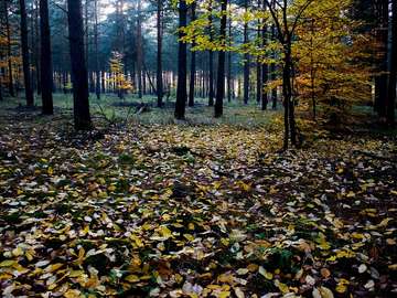 Autumnal forest online puzzle