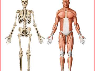 Locomotor system jigsaw puzzle online